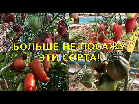 Видео: Эти томаты больше НИКОГДА НЕ ПОСАЖУ!