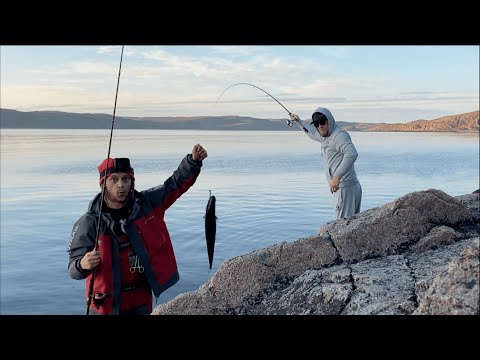 Видео: Фрикцион горит от этой рыбы. Рокфишинг в Териберке.