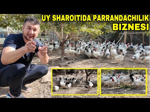 Видео: УЙ ШАРОИТИДА  ТОВУҚ БОҚИШ БИЗНЕСИ