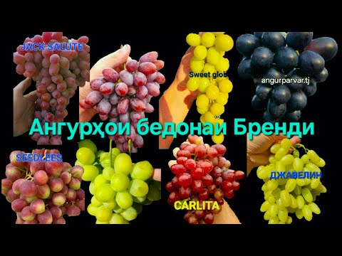 Видео: Аз ин ангурҳо дида нағзаш нест