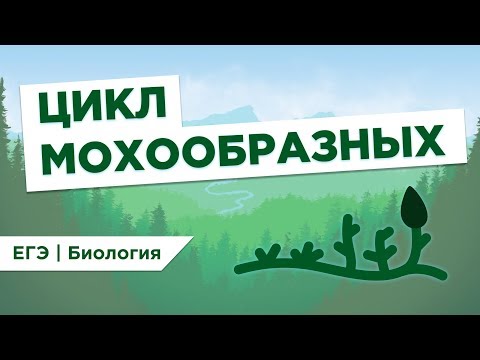 Видео: ЦИКЛ МОХООБРАЗНЫХ l ЕГЭ Биология | Даниил Дарвин | Вебуим