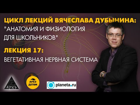 Видео: Вячеслав Дубынин: "Вегетативная нервная система" (Лекция 17)