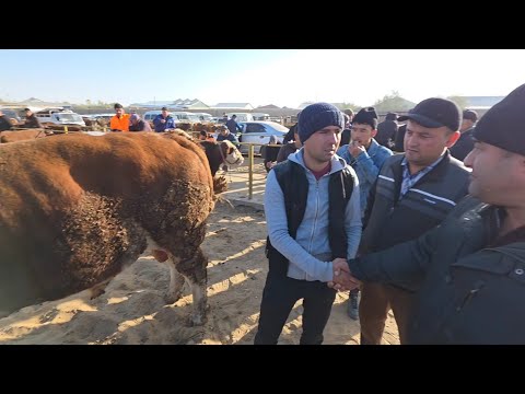 Видео: 2 ноября 2025 г. ТУРТКУЛЬ МОЛ БОЗОР НАРХЛАРИ