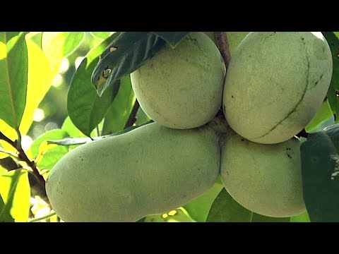 Видео: Азимина — заставляем её расти