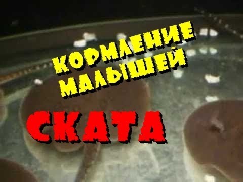 Видео: Кормление малышей скатов в аквариуме.