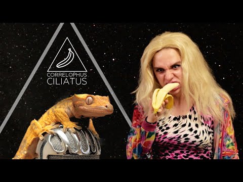 Видео: Реснитчатый бананоед / НибируTV, выпуск 01