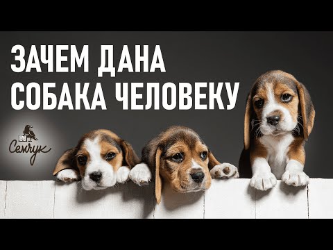 Видео: Зачем нужна собака человеку. Почему мы заводим домашних животных. Феноменальная психосоматика