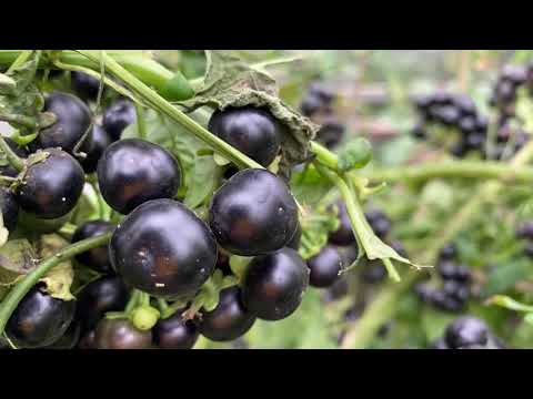 Видео: Паслен, культура понижающая кровяное давление.