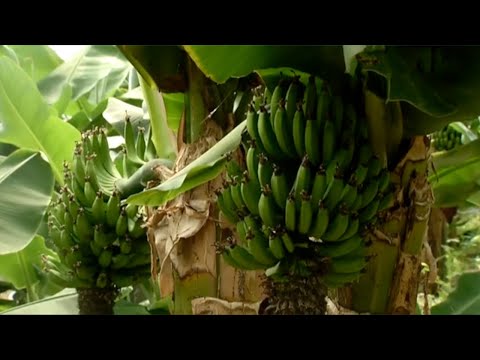 Видео: Қибрай тумани томон йўл бўйлаб | Yo'l bo'ylab