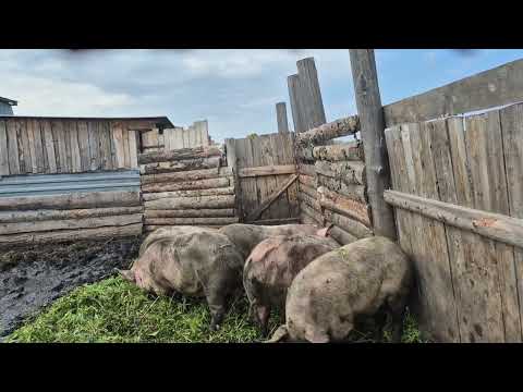 Видео: Ура выкопали картошку/ день в деревне/жарю хлеб