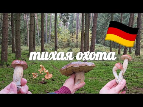 Видео: Тихая охота в Германии: грибы и дикая природа