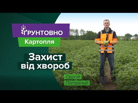 Видео: Альтернаріоз, фітофтороз і град: як треба захищати картоплю