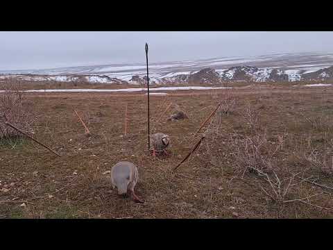 Видео: 8 марта 2025 г.