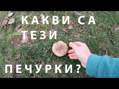 Видео: КАКВИ СА ТЕЗИ ПЕЧУРКИ? WHAT SPECIES ARE THESE AGARICS? #foraging #mushroom #nature #гъби