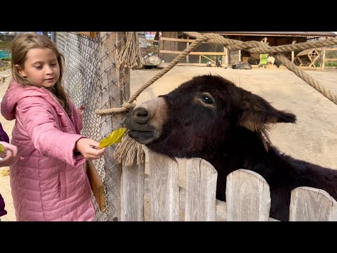Видео: Зоопарк Кишинёва