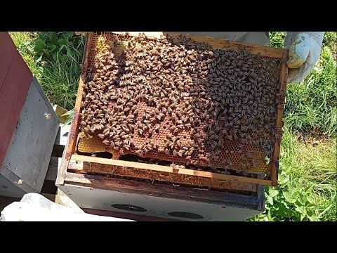 Видео: Загодівля бджіл, стимуляція маток