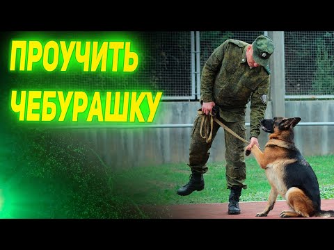 Видео: Хотели проучить СОЛДАТА, но что-то пошло не так: Про собак и солдат в армии