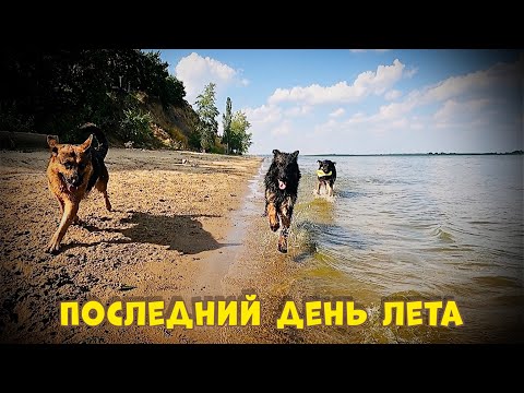 Видео: ВЗЯЛ ТРЕХ СОБАК НА ПЛЯЖ. ПОСЛЕДНИЙ ТЕПЛЫЙ ДЕНЬ