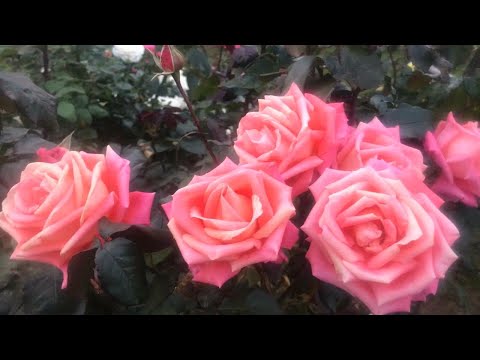 Видео: 2часть/ Пышно цветущие Розы до снега / для Средней Полосы