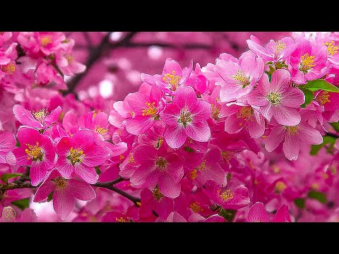 Видео: Исцеляющая музыка для сердца и души 🌿 Снятие стресса и внутреннее спокойствие #2