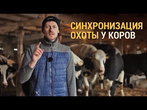 Видео: Синхронизация охоты у коров