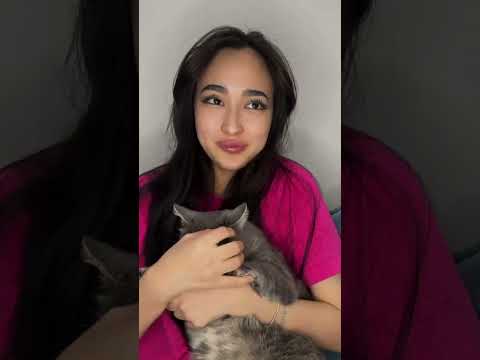 Видео: Кот все серии ❗❗❗