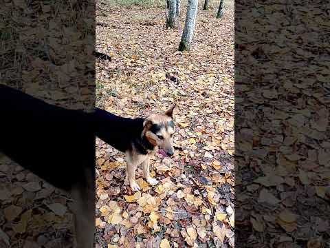 Видео: 28 октября 2025 г.