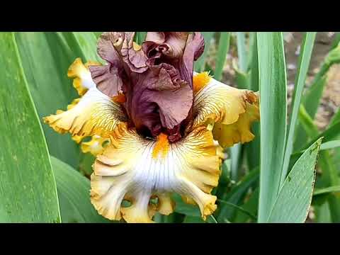 Видео: 2 июля 2022 г.
