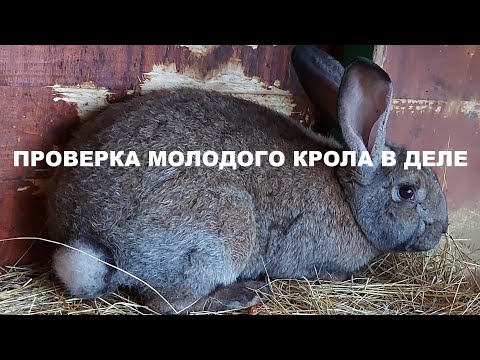 Видео: ПРОВЕРКА МОЛОДОГО КРОЛА В ДЕЛЕ🐰СЛУЧКА КРОЛИКОВ🐰🐇КУПИЛИ СОБАКУ 🐕НЕМЕЦКУЮ ОВЧАРКУ🐕