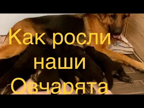 Видео: Эти щенки овчарки такие удивительные/ Таких у нас точно больше не будет..