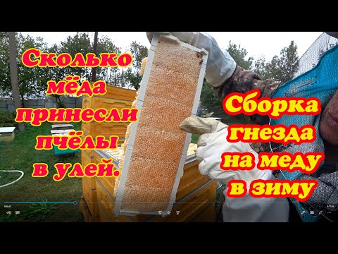 Видео: СКОЛЬКО ПЧЁЛЫ БАКФАСТ ПРИНЕСЛИ В УЛЬЕ БИНЕНХАУС МЁДА, СБОРКА В ЗИМУ НА МЕДУ