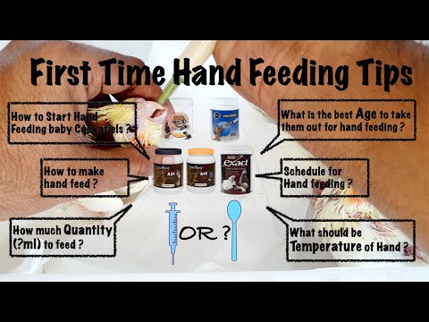 Видео: Первое ручное кормление кореллы | Как кормить птенца попугая вручную | Меры предосторожности при ...