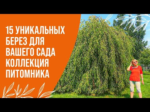 Видео: Не сажайте березу, пока не посмотрите это видео! 15 проверенных вариантов