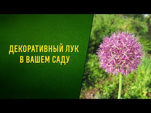 Видео: Декоративный лук в вашем саду. Посадка, уход, сорта