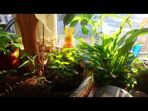 Видео: комнатные растения в январе 2020 года