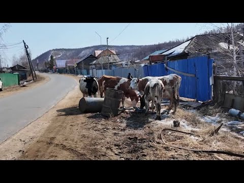 Видео: Якутия, Ленский мост и село Старя Табага - новая жизнь или исчезновение старинного, ямщицкого села?