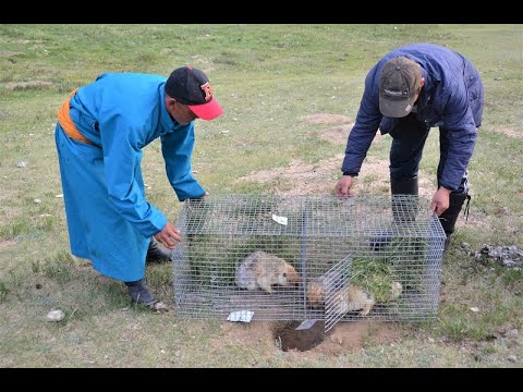 Видео: Илгээлтийн эзэд