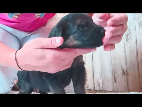 Видео: ПЕРВЫЙ ПРИКОРМ  щенков немецкой длинношерстной овчарки//17 дней щенкам