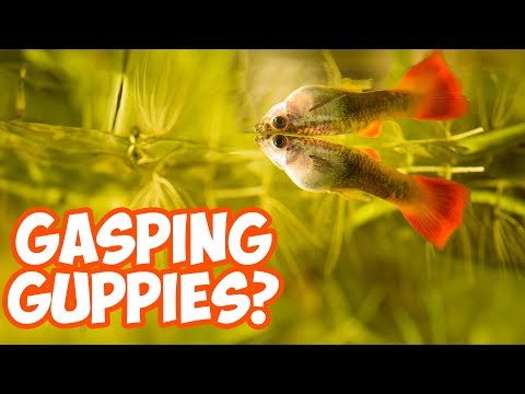 Видео: Почему гуппи хватают воздух у поверхности? ОТВЕТ!