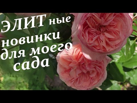 Видео: Распаковка посылки из питомника роз "ЭЛИТ". Показ качества саженцев. Весна 2023.