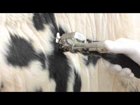 Видео: Туберкулез.Диагностика(симультанная проба).Tuberculosis.Diagnostics(Simultaneous sample)