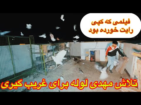 Видео: Дон Мехди Люлеха распыляет голубей противника! Самый хладнокровный и торопливый голубятник на одн...
