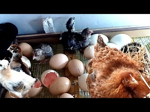 Видео: Все мои куры/ квочка🐔вывела первый раз