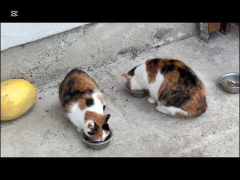 Видео: Немного о отоплении,о еде,и засаливаю капусту.   