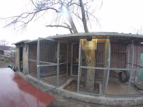 Видео: Уличный вольер для енотов