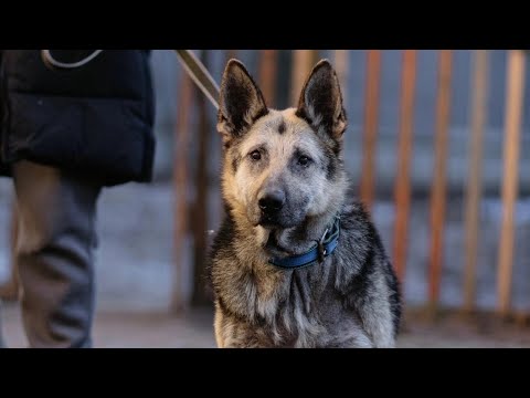 Видео: Матрёша ищет дом!🏠