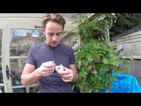 Видео: Шоколадная лоза (Akebia Quinata)