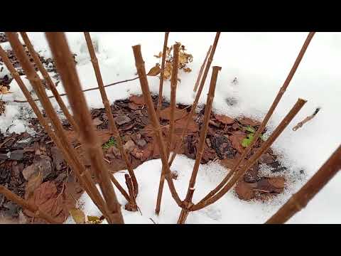 Видео: Обрезка метельчатых гортензий осенью.