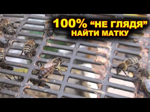 Видео: Как найти матку без поиска? 100% обнаружение матки.