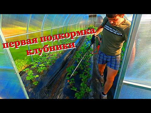 Видео: Первый раз - в первый класс🤟 Первая подкормка клубники, после высадки в грунт👌